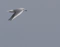 Bonaparte's Gull